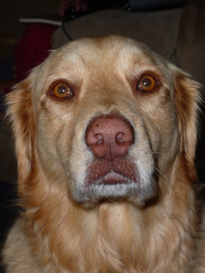 Niche Market Definition - UnderstandHow to Pick One